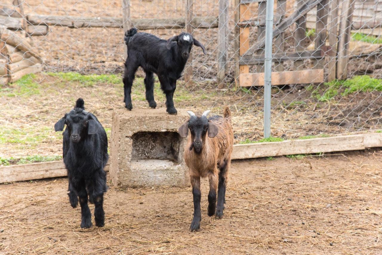 Platanorema Alloggio per agriturismo *