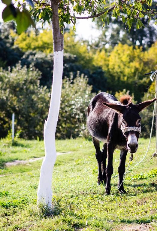 Platanorema Pensiune agroturistice Agios Ioannis Prodromos